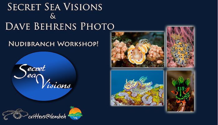 Go Nudi! in Lembeh