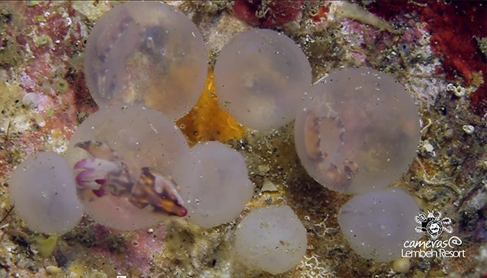 Critters of the Lembeh Strait | Sex, Muck & Rock ‘n’ Roll 2017 Part 2