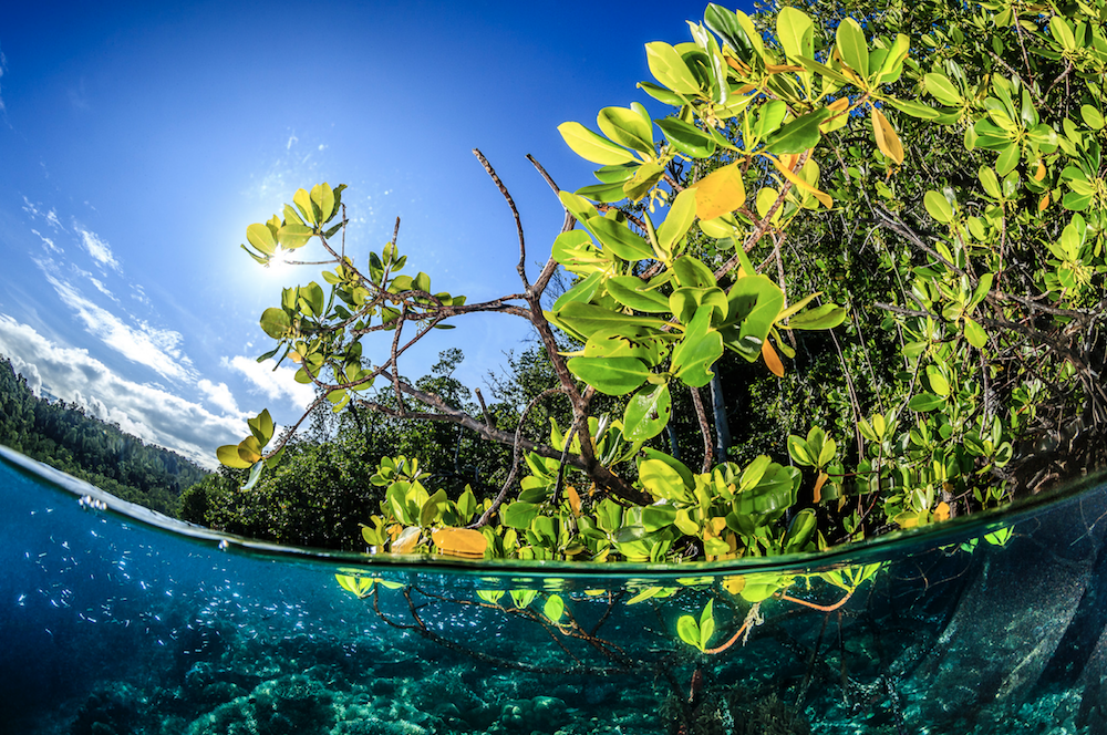 Mangroves Lembeh