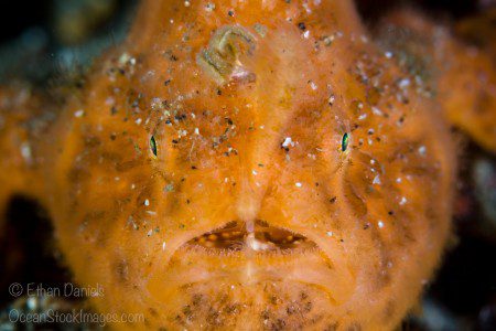 The face of a Striated frogfish, Antennarius striatus, is camouflaged well amongst the rubble of Lembeh Strait, North Sulawesi, Indonesia, Pacific Ocean.