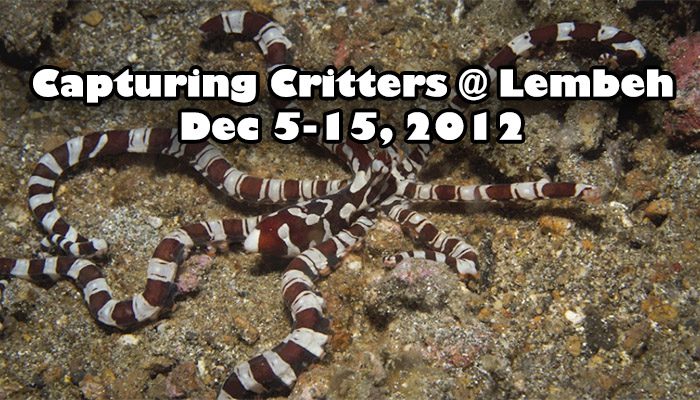 ‚Capturing Critters @ Lembeh‘ Workshop Slideshow