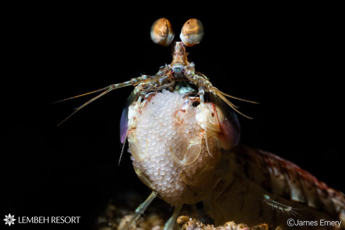 Snoot mantis copy Backscatter snoot