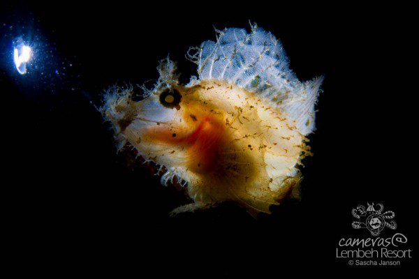 Snoot_Sascha_Janson_Cameras_at_Lembeh_Resort1-7