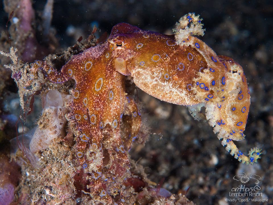 Star-of-Lembeh--Blue-Ringed-Octopus