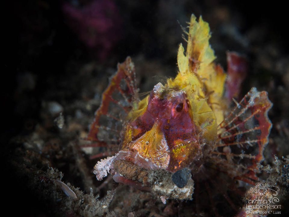 Lembeh Strait, North Sulawesi Indonesia, Bitung, critters@Lembeh Resort, Lembeh Resort, Filamentous scorpionfish,Hipposcorpana filamentosus, Nudibranch,underwater photography
