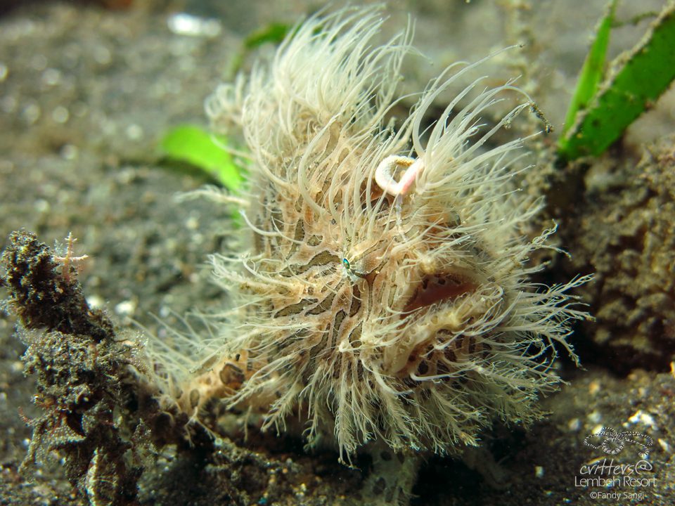 Star of Lembeh-Hairy Frogfish