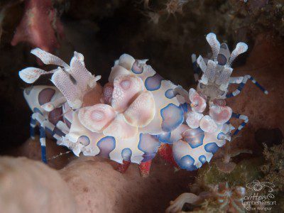 Lembeh Strait, North Sulawesi Indonesia, Bitung, critters@Lembeh Resort, Lembeh Resort, harlequin shrimp,underwater photography