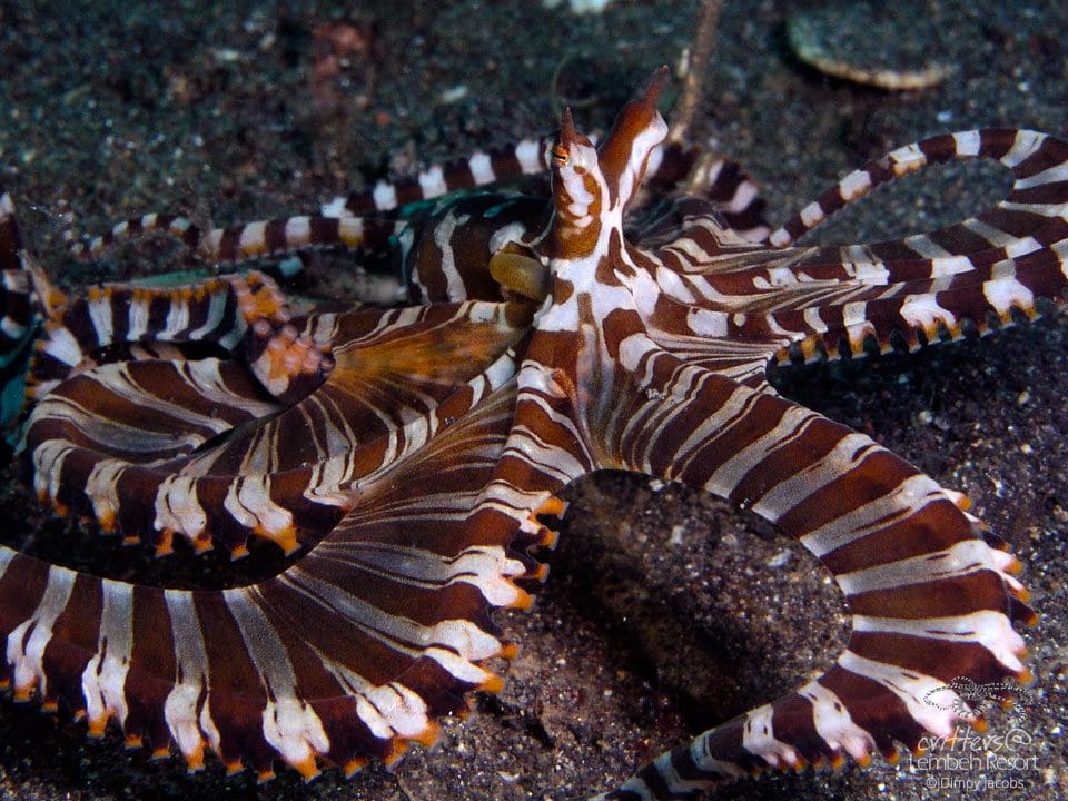 Lembeh Strait, North Sulawesi Indonesia, Bitung, critters@Lembeh Resort, Lembeh Resort, wunderpus octopus,underwater photography