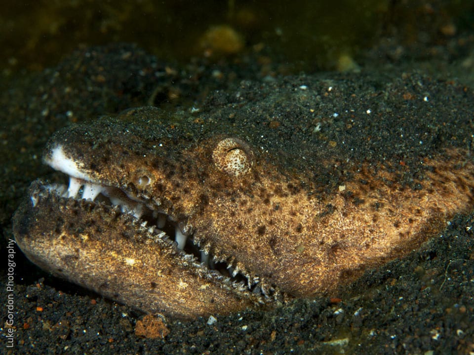 Stargazer-snake-eel