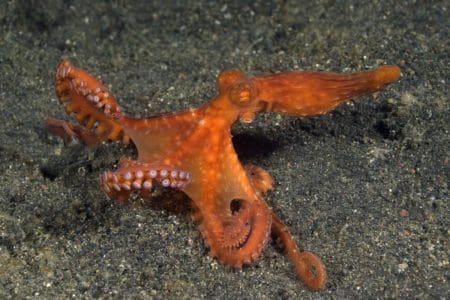 Starry Night Octopus in Lembeh Strait