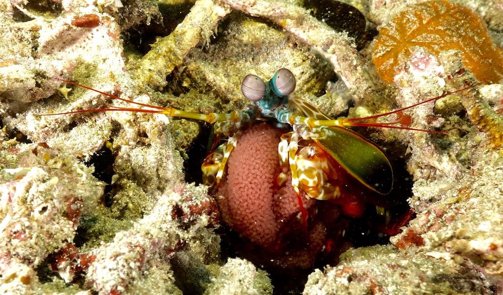 Mantis shrimp eggs