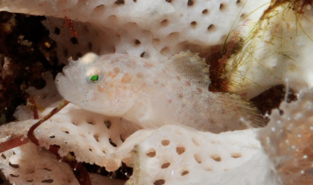Sueviota bryozophila in a small bryozoan colony - Lembeh Strait