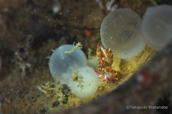 Cuttlefish eggs by Takayuki Watanabe