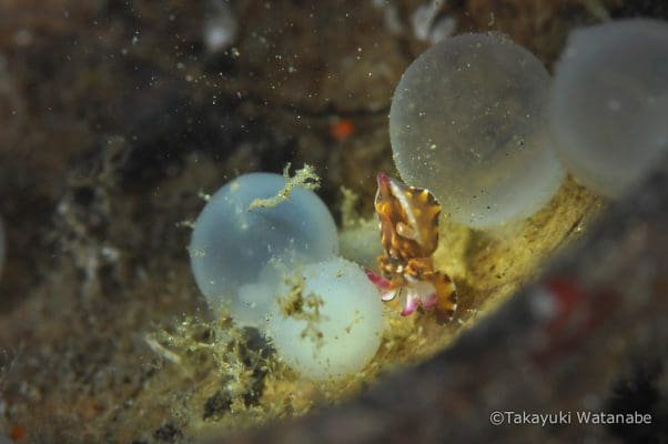 Cuttlefish eggs
