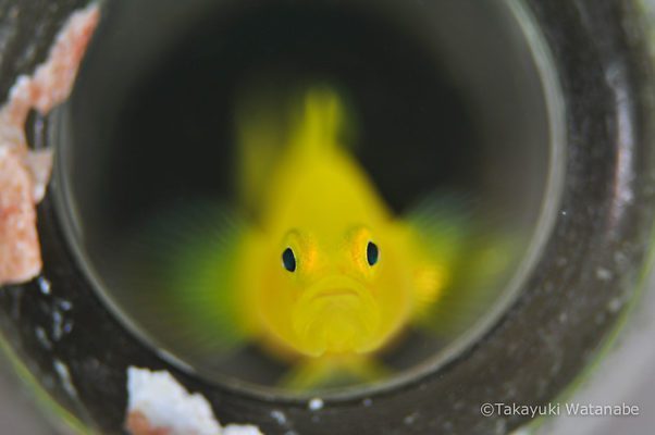 Yellow Pygmy Goby by Takayuki Watanabe