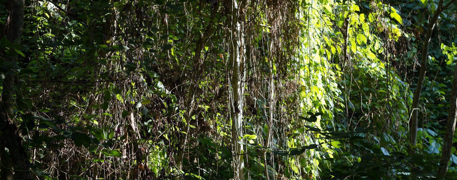 Jungle vegetation in Tangkoko National Park
