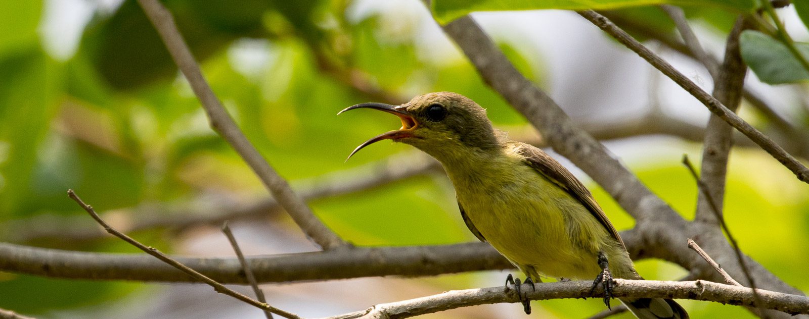 Olive Backed Sunbird in Tangkoko National Park