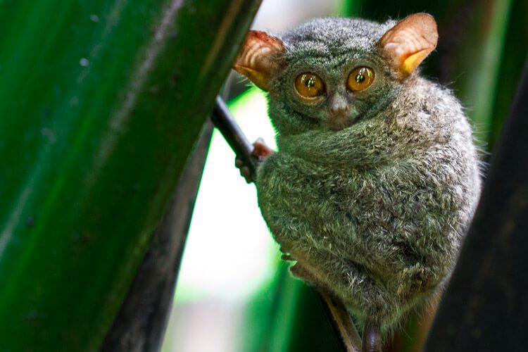 Tangkoko National Park