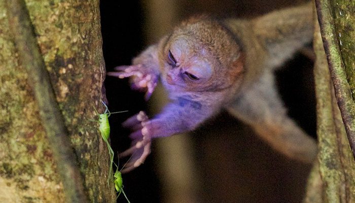 Dinner Time at Tangkoko National Park