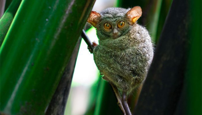 Tangkoko Tour - Tarsius