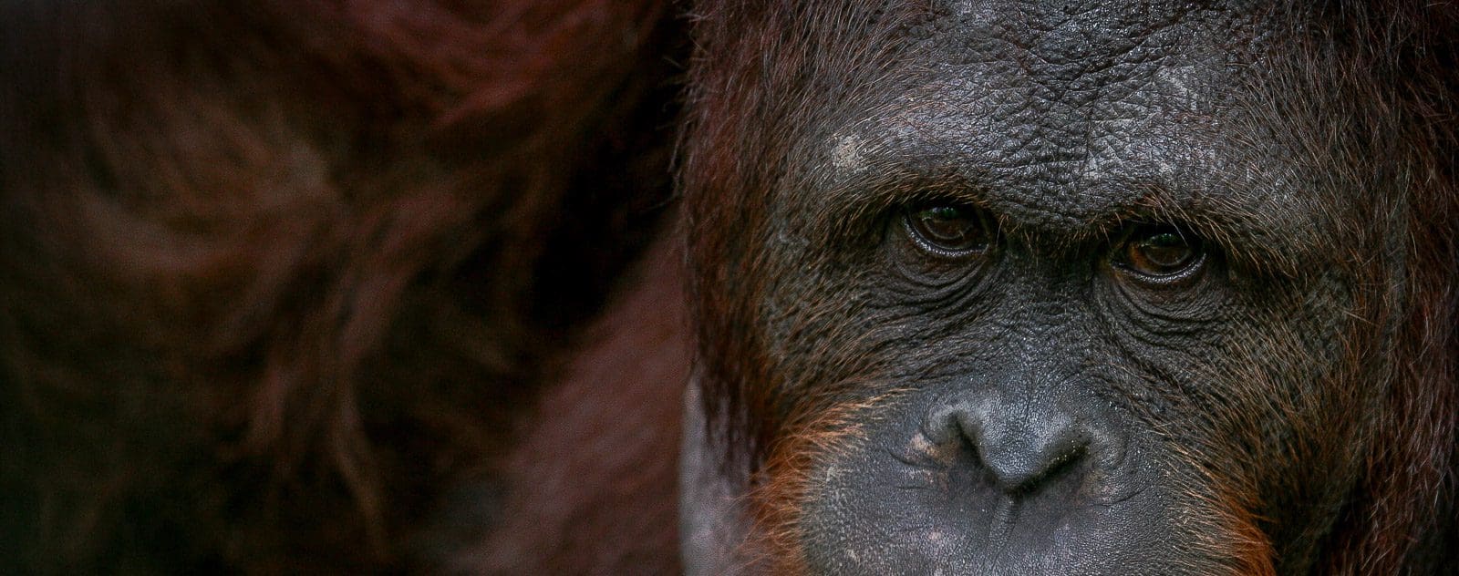 Orangutan at wildlife rescue centre in Sulawesi
