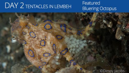 Lembeh Resort - Tentacle Festival - Bluering Octopus