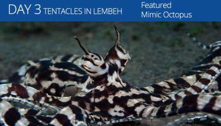 Lembeh Resort - Tentacle Festival - Mimic Octopus