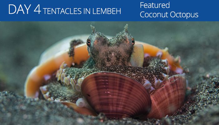 Tentacle Festival-Lembeh Strait-Coconut Octopus