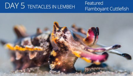 Tentacle Festival - Lembeh Resort - Lembeh Strait