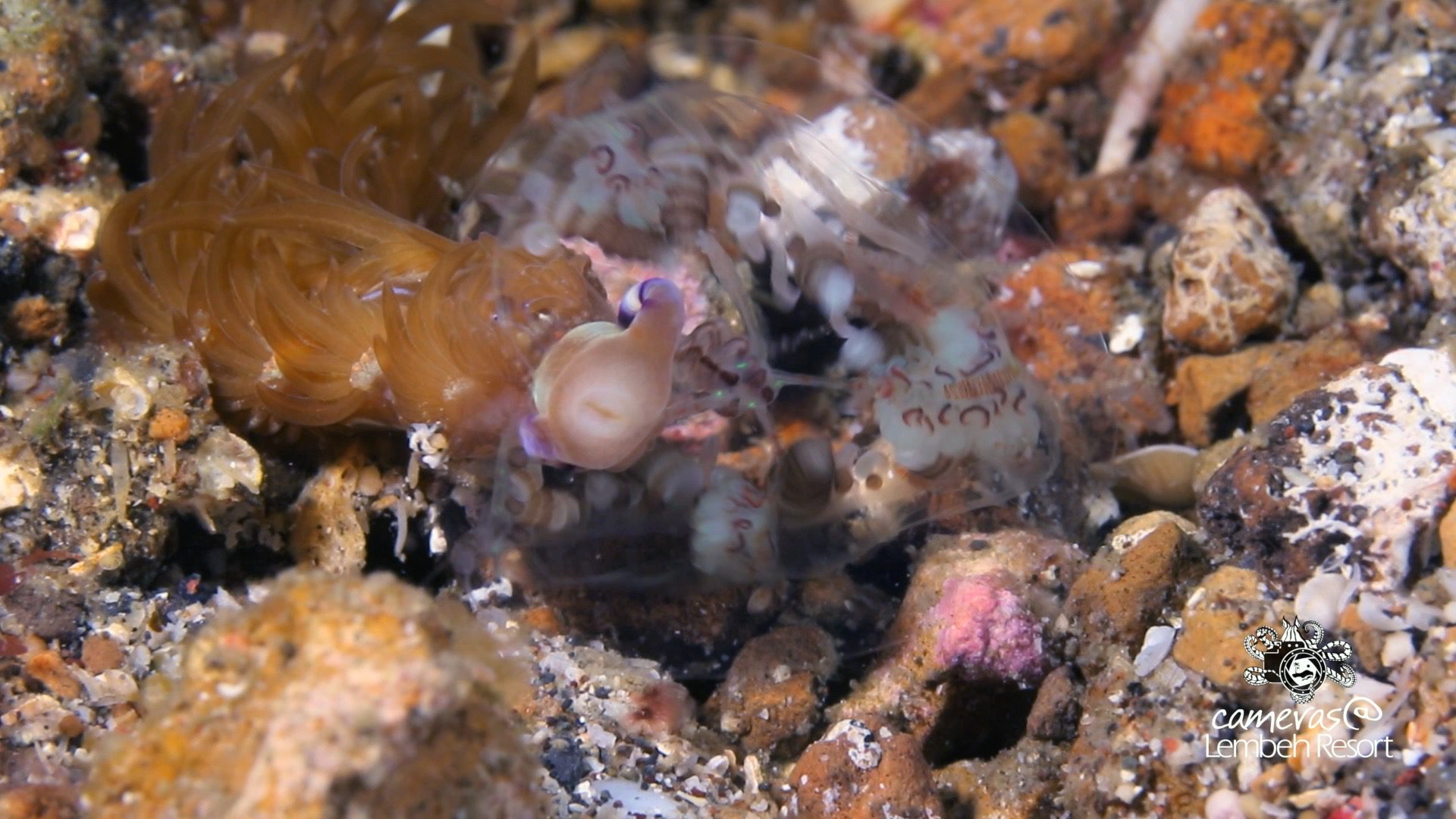 Critters of the Lembeh Strait | Episode 18 – 2015 | Breakfast of Champions