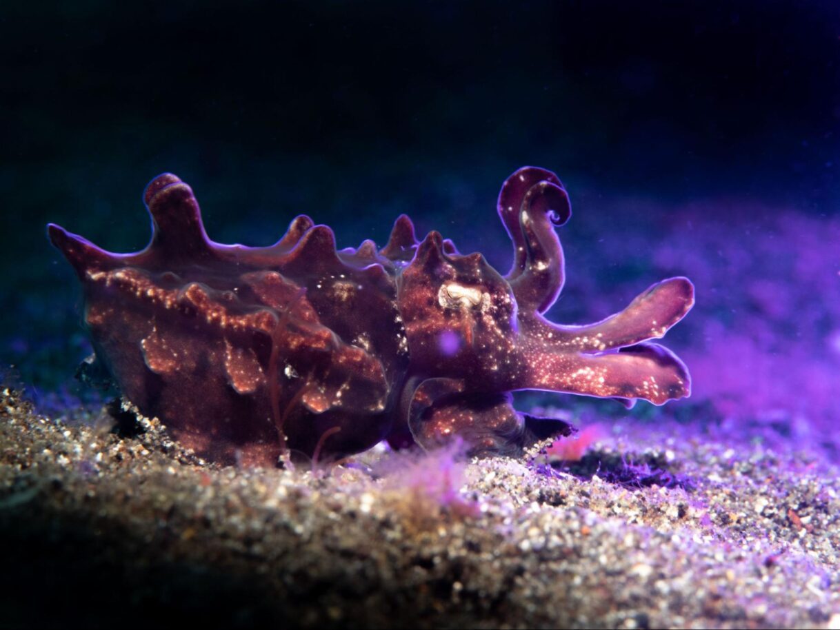 The mesmerising image of flamboyant cuttlefish captured at night