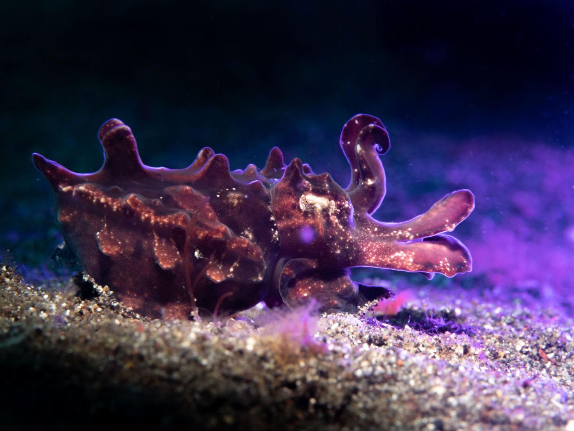 The mesmerising image of flamboyant cuttlefish captured at night