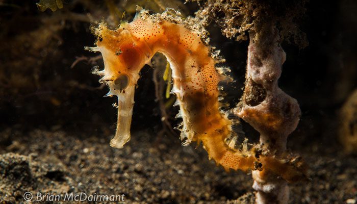 Two Chiefs in Lembeh