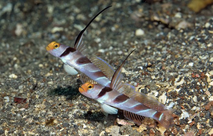 Fish Geek Lembeh Resort