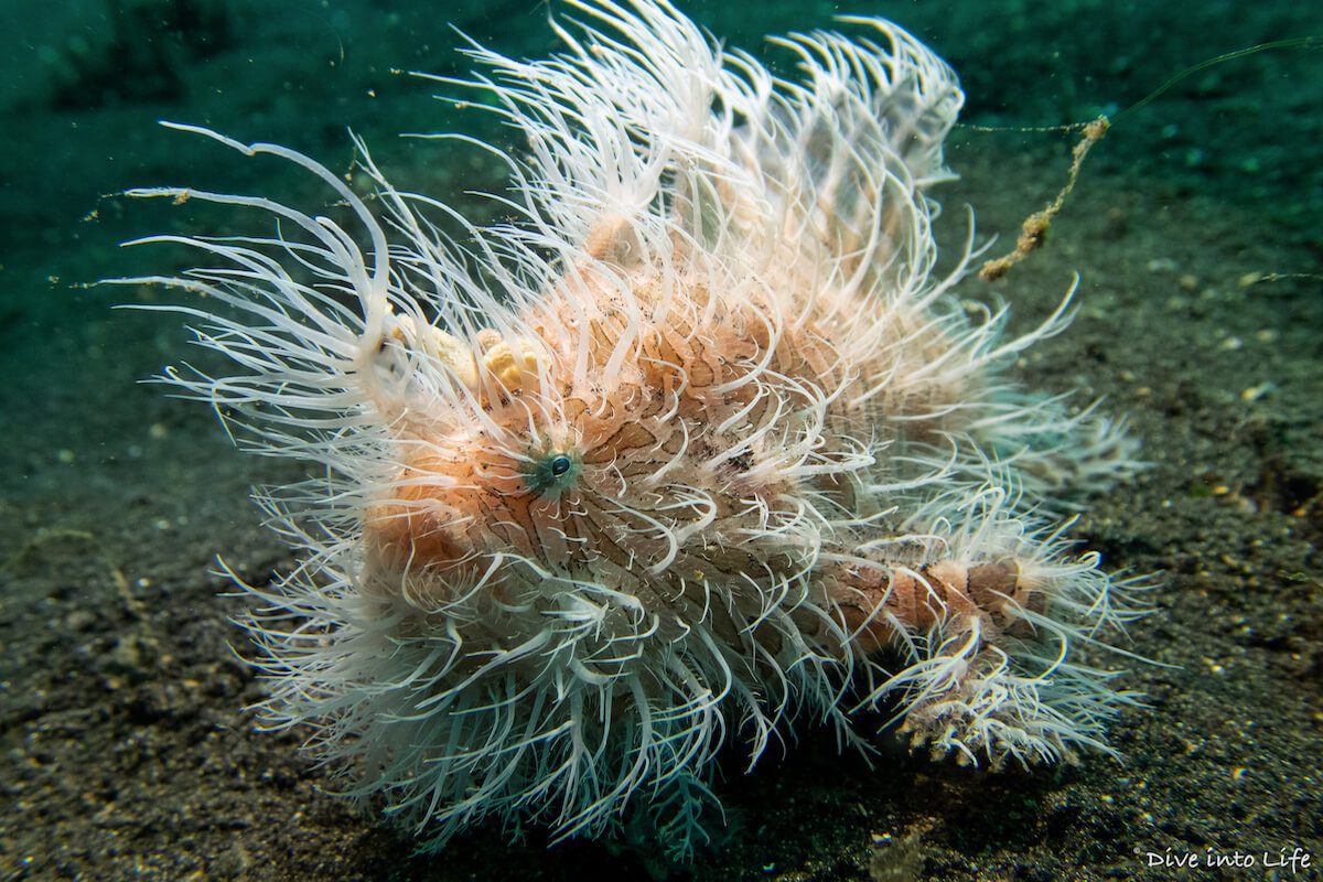 Transfer Hairball-1 copy Hairy Frogfish Lembeh