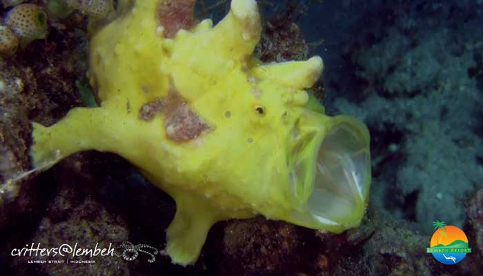Capturing Critters in Lembeh UWorkshop 2013 Video