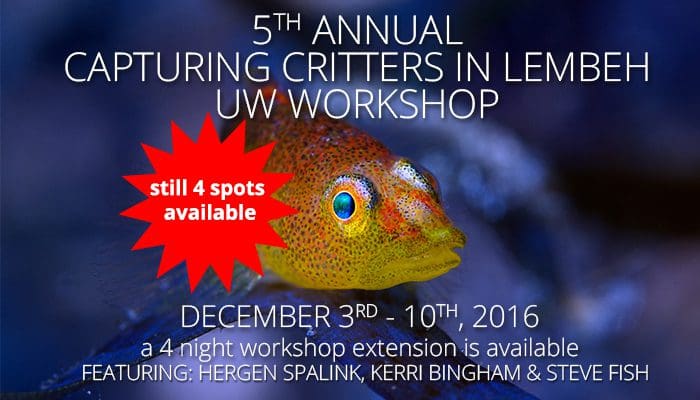 Final call – Capturing Critters in Lembeh Workshop December 2016