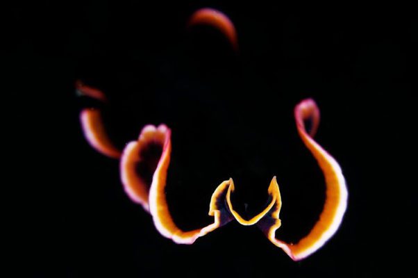 Flatworm in Indonesia