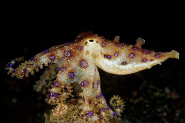 Blue Ring Octopus in Lembeh