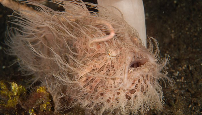 Very Hairy Frogfish