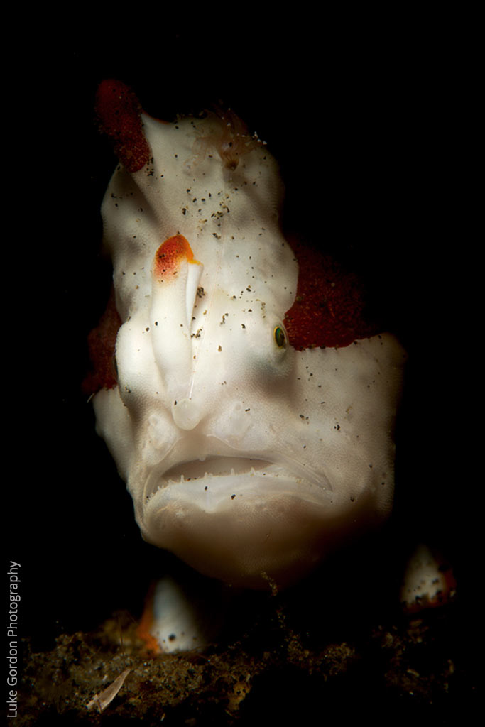 Warty-frogfish---LG