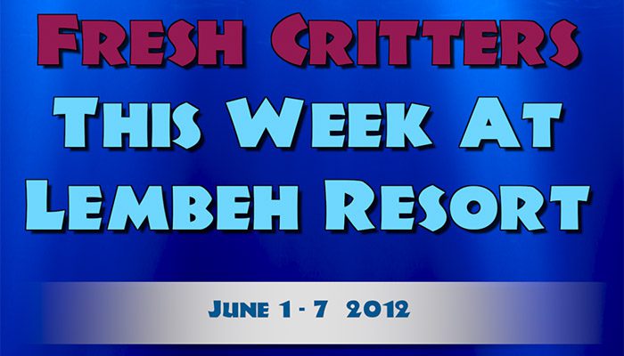 Watch this week’s episode of “Fresh Critters At Lembeh”