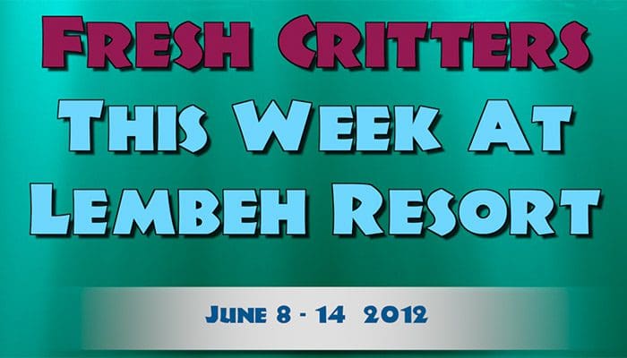 Our New Episode of Fresh Critters At Lembeh