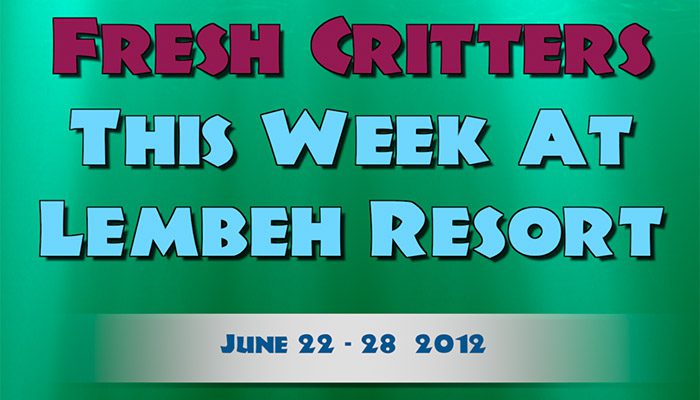 Our weekly video of Lembeh Strait Critters