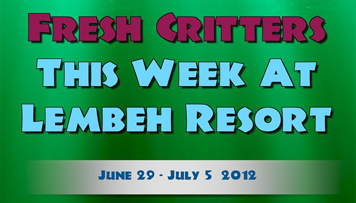 Watch Episode 50 of “Fresh Critters At Lembeh”