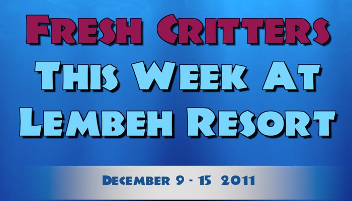 Weekly Web 21 – Mating Blue Ring Octopus! Two new Nudis!
