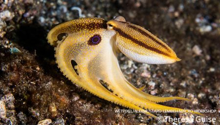 Mototi Octopus (Poison Ocellate octopus, Theresa Guise, Critters@Lembeh Lembeh Resort, Lembeh Strait Indonesia 2016