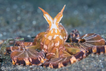 Wonderpus Octopus in Lembeh Strait