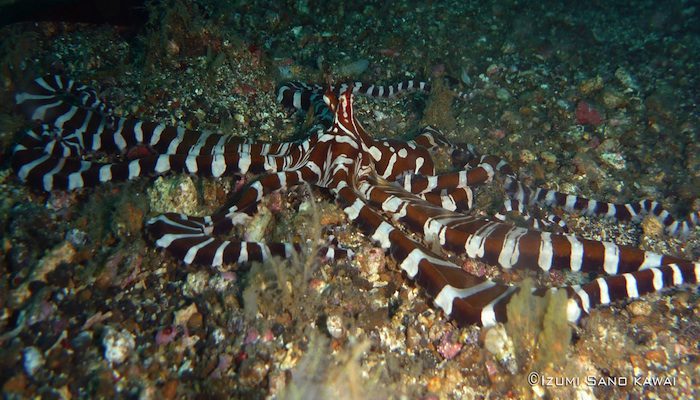 Seahorses and Octopus Filled Dives