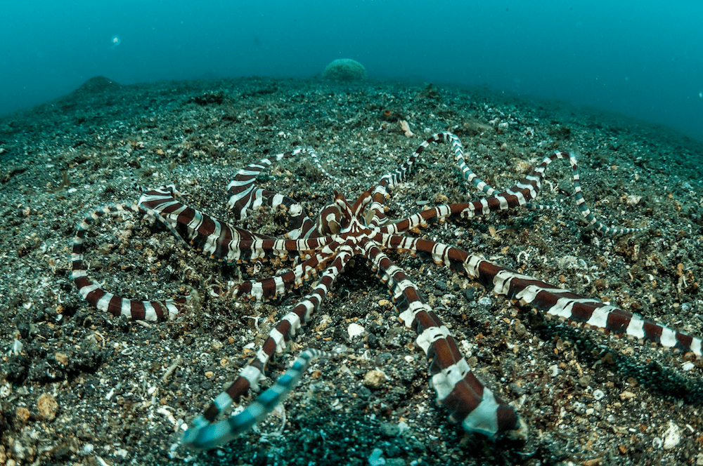Wunderpus Lembeh